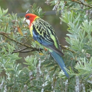 Platycercus eximius at Ainslie, ACT - 28 Nov 2023