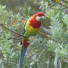 Platycercus eximius at Ainslie, ACT - 28 Nov 2023 12:39 PM