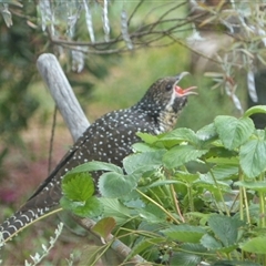 Eudynamys orientalis at Ainslie, ACT - 16 Nov 2023