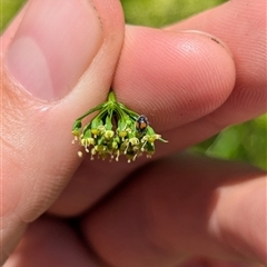 Diomus notescens (Little two-spotted ladybird) at North Albury, NSW - 2 Nov 2024 by Darcy