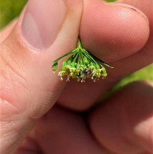 Diomus notescens at North Albury, NSW - suppressed