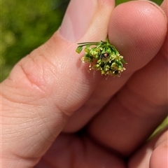 Diomus notescens at North Albury, NSW - suppressed