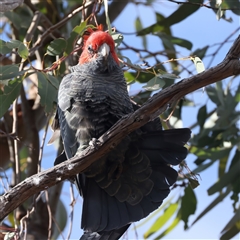 Callocephalon fimbriatum at Ainslie, ACT - 1 Nov 2024