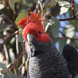 Callocephalon fimbriatum at Ainslie, ACT - 1 Nov 2024