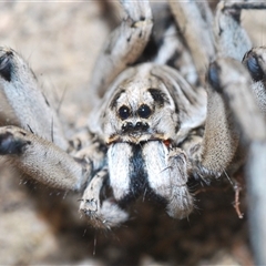 Tasmanicosa sp. (genus) (Unidentified Tasmanicosa wolf spider) at Uriarra Village, ACT - 4 Nov 2024 by Harrisi