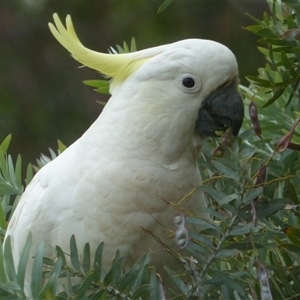 Cacatua galerita at Ainslie, ACT - 28 Nov 2023 12:46 PM