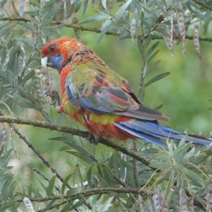 Platycercus elegans at Ainslie, ACT - 28 Nov 2023