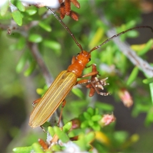 Syllitus sp. (genus) at Tharwa, ACT - 4 Nov 2024