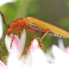 Syllitus sp. (genus) at Tharwa, ACT - 4 Nov 2024