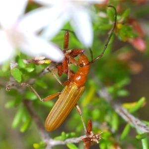 Syllitus sp. (genus) at Tharwa, ACT - 4 Nov 2024