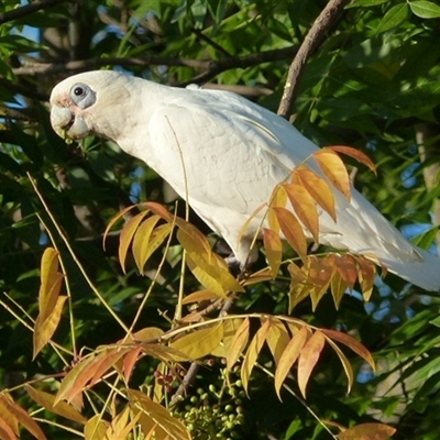 Cacatua sanguinea (Little Corella) at Ainslie, ACT - 29 Jan 2024 by Jeanette