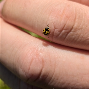 Coccinella transversalis at North Albury, NSW - suppressed