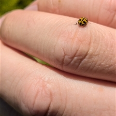 Coccinella transversalis at North Albury, NSW - suppressed