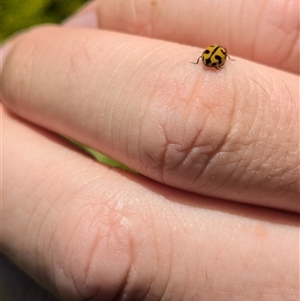 Coccinella transversalis at North Albury, NSW - suppressed