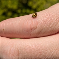 Coccinella transversalis at North Albury, NSW - suppressed