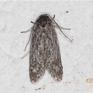 Agriophara (genus) at Melba, ACT - 2 Nov 2024