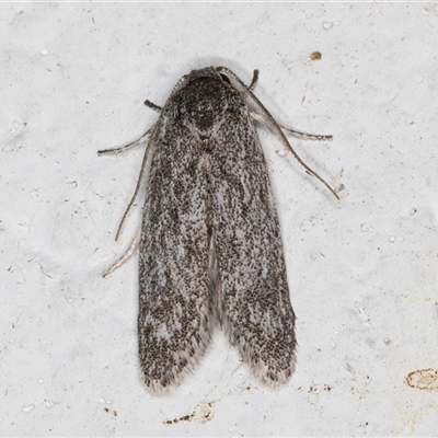 Agriophara (genus) (A Flat-bodied moth (Stenomatinae, Depressariidae)) at Melba, ACT - 2 Nov 2024 by kasiaaus