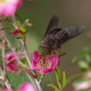 Dasybasis sp. (genus) at Penrose, NSW - 3 Nov 2024