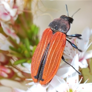 Castiarina erythroptera at Tharwa, ACT - 4 Nov 2024 03:28 PM