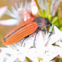 Castiarina erythroptera at Tharwa, ACT - 4 Nov 2024 03:28 PM