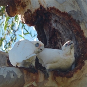 Cacatua sanguinea at Ainslie, ACT - 6 May 2024 02:36 PM