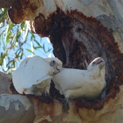 Cacatua sanguinea (Little Corella) at Ainslie, ACT - 6 May 2024 by Jeanette