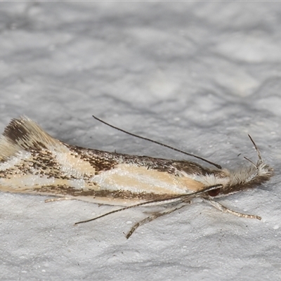 Thema macroscia (A concealer moth) at Melba, ACT - 2 Nov 2024 by kasiaaus