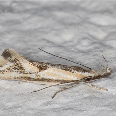 Thema macroscia (A concealer moth) at Melba, ACT - 2 Nov 2024 by kasiaaus