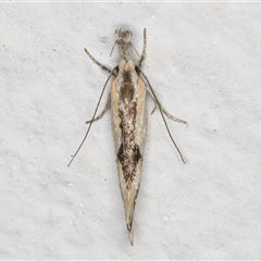 Thema macroscia at Melba, ACT - 2 Nov 2024 10:41 PM