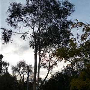 Eucalyptus sp. at Ainslie, ACT - 5 May 2024