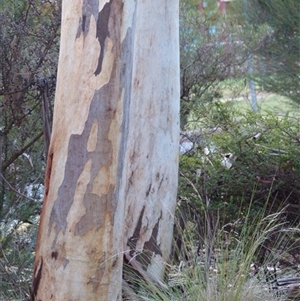 Eucalyptus sp. at Ainslie, ACT - 5 May 2024