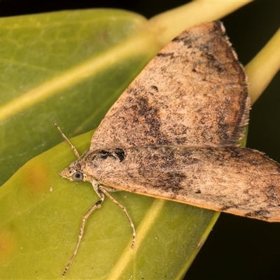 Chrysolarentia mecynata (Mecynata Carpet Moth) at Melba, ACT - 2 Nov 2024 by kasiaaus
