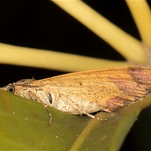 Chrysolarentia mecynata at Melba, ACT - 2 Nov 2024