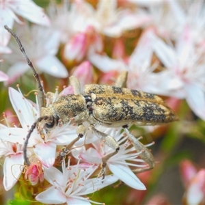 Pempsamacra dispersa at Tharwa, ACT - 4 Nov 2024