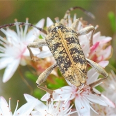 Pempsamacra dispersa at Tharwa, ACT - 4 Nov 2024