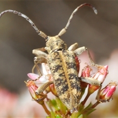 Pempsamacra dispersa at Tharwa, ACT - 4 Nov 2024 03:27 PM