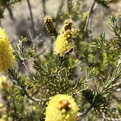 Unverified Bee (Hymenoptera, Apiformes) at Bonython, ACT - 3 Nov 2024 by GG
