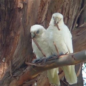 Cacatua sanguinea at Dickson, ACT - 19 Feb 2024 03:41 PM