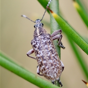 Pachyura australis at Mongarlowe, NSW - suppressed