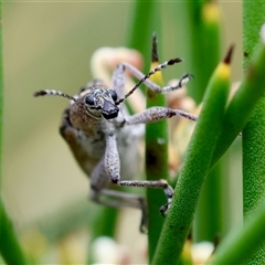 Pachyura australis at Mongarlowe, NSW - suppressed