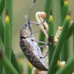 Pachyura australis at Mongarlowe, NSW - suppressed