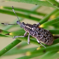 Pachyura australis at Mongarlowe, NSW - suppressed