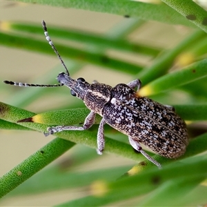 Pachyura australis at Mongarlowe, NSW - suppressed