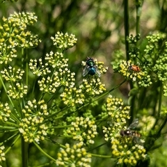 Lucilia cuprina at North Albury, NSW - 2 Nov 2024 by Darcy