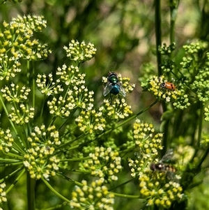 Lucilia cuprina at North Albury, NSW by Darcy