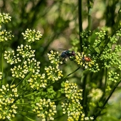 Calliphoridae (family) at North Albury, NSW - suppressed