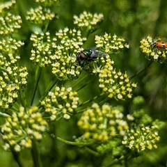 Calliphoridae (family) at North Albury, NSW - suppressed