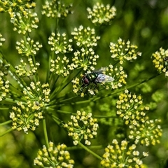 Calliphoridae (family) at North Albury, NSW - suppressed