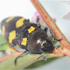 Castiarina inconspicua at Uriarra Village, ACT - 4 Nov 2024 08:57 PM