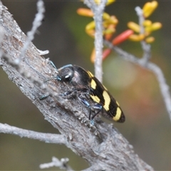 Castiarina inconspicua at Uriarra Village, ACT - 4 Nov 2024 08:57 PM